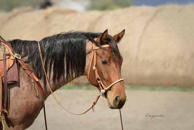 Portrait of a ranch horse in canvas wall art