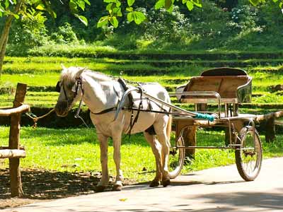 A resting horse harnessed to a cart