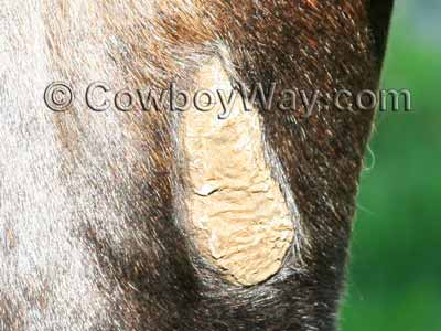 Close-up photo of a horse chestnut