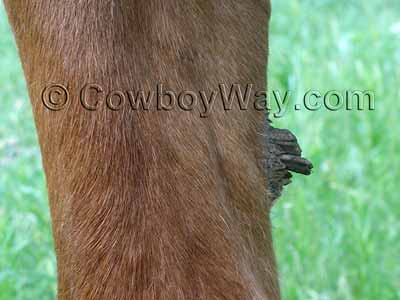 A rough horse chestnut, photo from the front