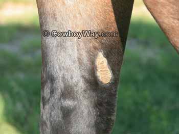 A horse's chestnut accompanied by chestnut facts and trivia