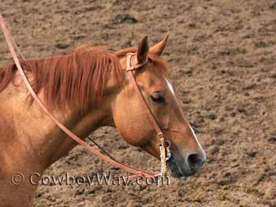 Horse colors: Red dun