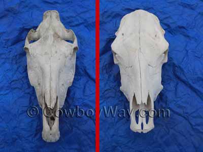 A horse skull and cow skull side by side