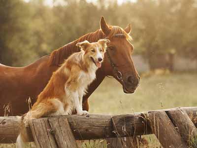 A horse and a dog together
