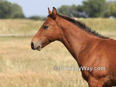 Picture of a horse with its ears back