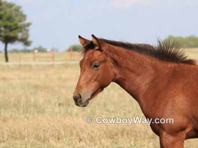 Picture of a horse with its ears up