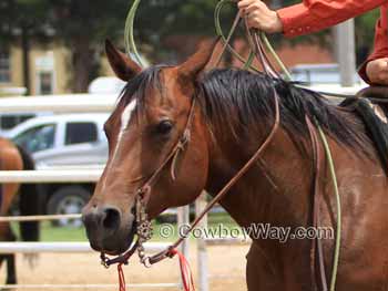 Image indicating where this horse is looking