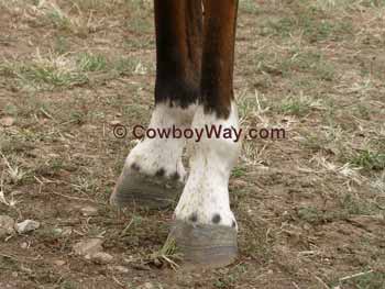 Ermine spots on a horse