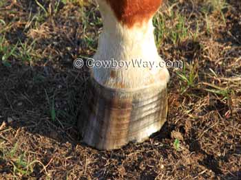 A horse hoof