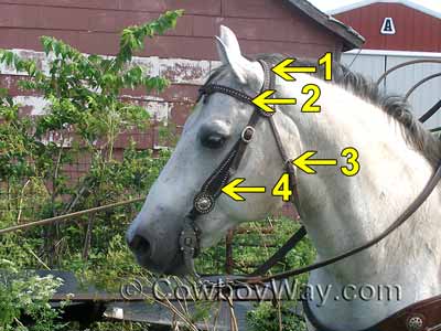 Headstall on a gray horse
