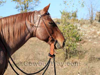 A horse with wearing a headstall with a snaffle bit
