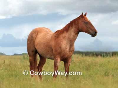 To take a horse picture, fill the frame