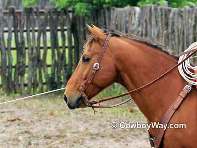 A horse portrait demonstrating the principal of leading space