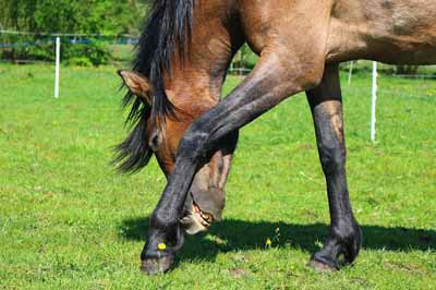A horse in a pasture scratching its leg