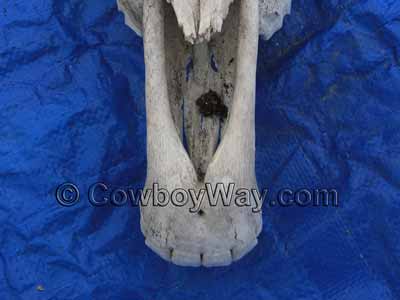 A close look at the incisor teeth on a horse skull