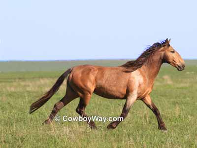 An awkward looking photo with a horse without leading space