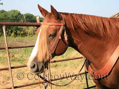 A fake forelock on a horse