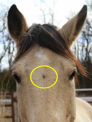 A whorl on a horse's face