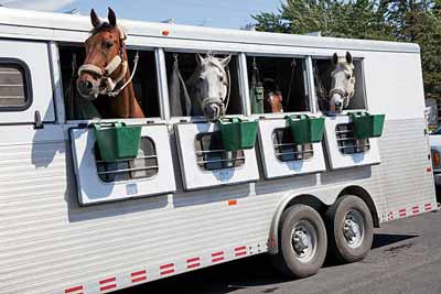 Horses looking out the windows of a horse trailer