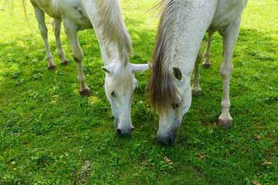 Two horses grazing