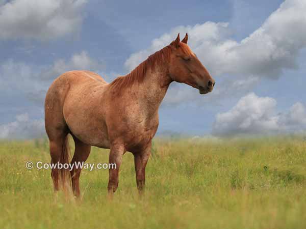 Roan horse in pasture