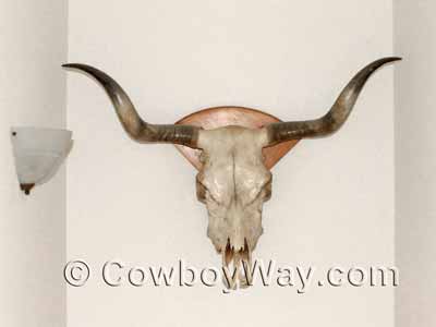 A plain cow skull