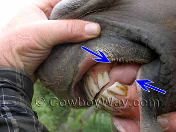 The interdental space in a horse