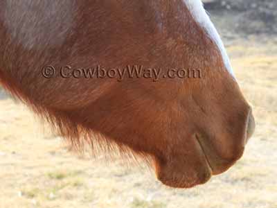 Long hair's underneath a horse's jaw