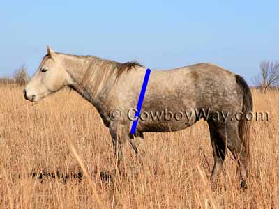Estimate horse weight: Measure horse girth