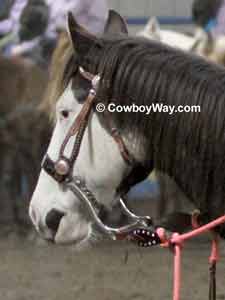 Mechanical hackamores for sale Mechanical hackamore