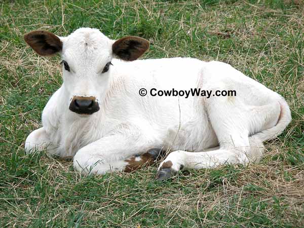 A calf relaxing in the shade
