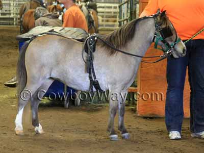 A grullo miniature horse wearing harness