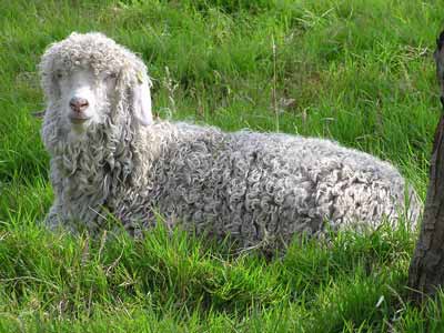 An Angora goat: Mohair is made from Angora wool