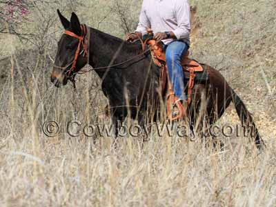 A mule in a roping saddle walks up a hillside