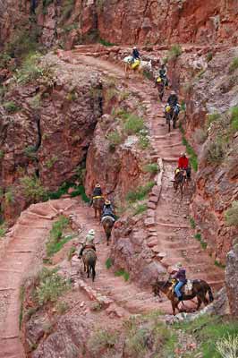 Saddles mules carrying riders down a steep switchback trail.