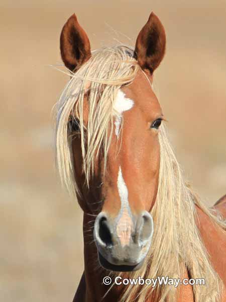 Flaxen maned mare