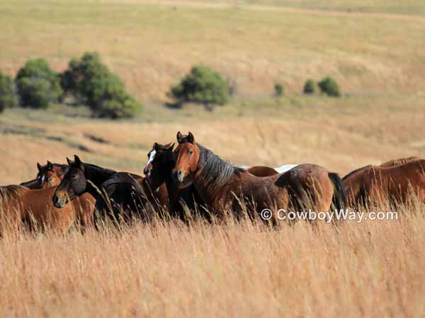 A growing herd of mustang horses