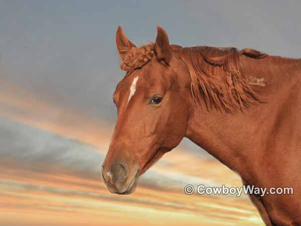 A Mustang mare with a refined head