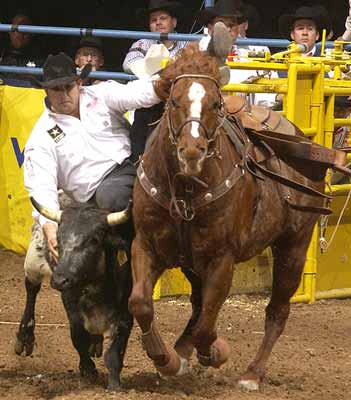 Luke Branquinho in the steer wresting at the National Finals Rodeo
