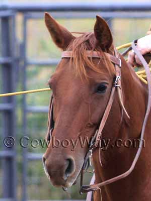 No markings on the face of this sorrel horse