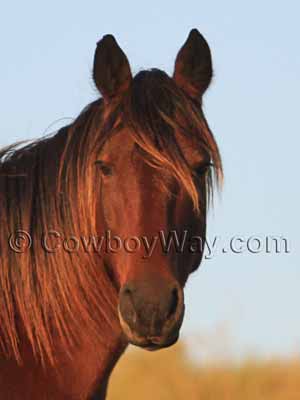 This horse doesn't have any face markings