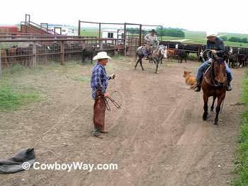 Waiting for the calf to pass by