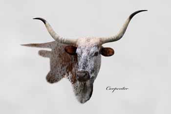 Longhorn cow