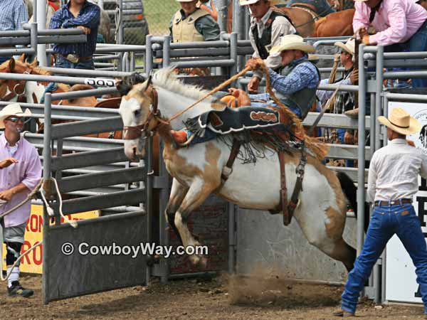 A Paint bucking horse leaves the chute