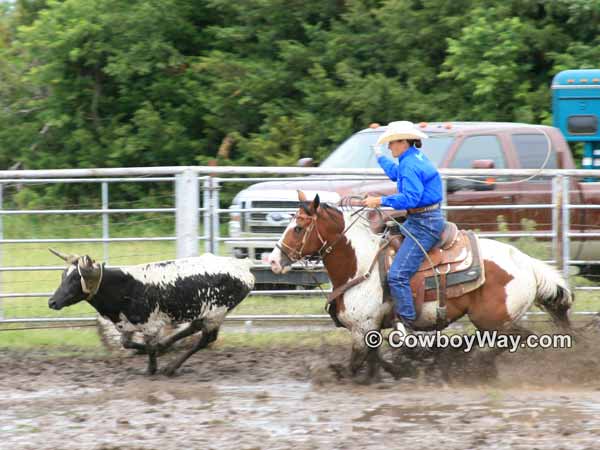 A Paint horse and rider in a ranch rodeo chase a steer