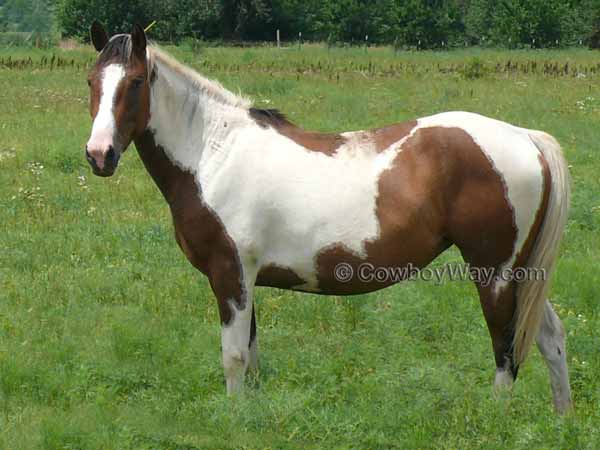 Paint horse in a pasture
