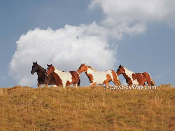 Three Paint horses on a hill top