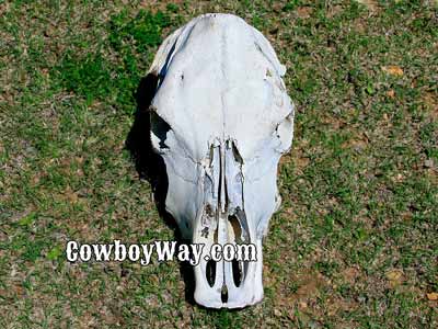A polled cow skull