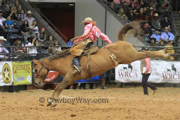 A dun colored ranch bronc kicks hard with his hind legs