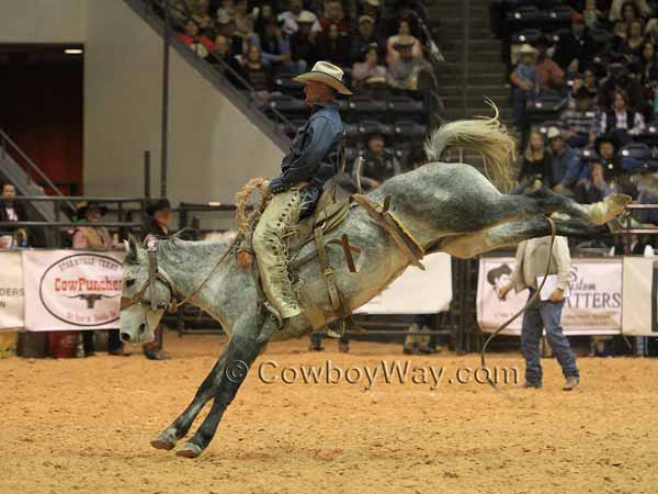 A gray bronc bucking at the WRCA Finals